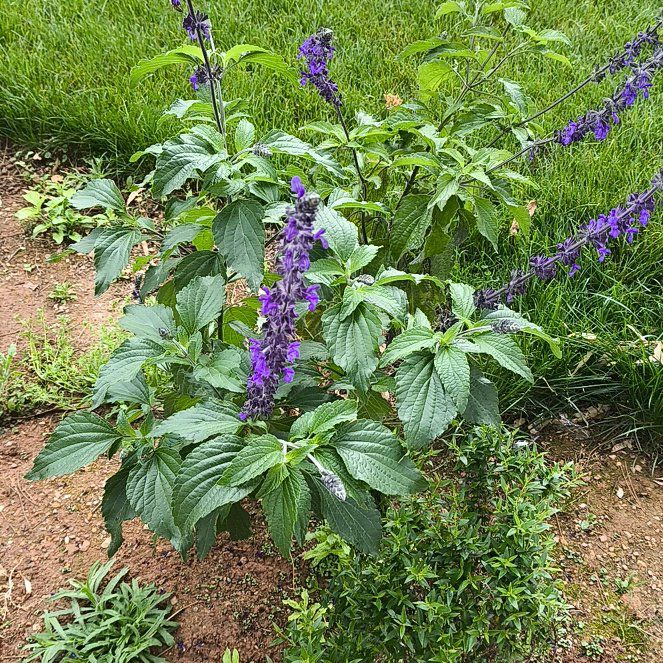 Photo of the plant species Anise-Scented Sage by @BossWavycap18 named Rosa on Greg, the plant care app