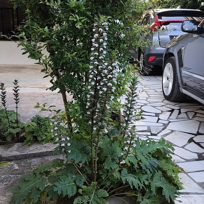 Photo of the plant species Acanthus Mollis by @BossWavycap18 named Mando on Greg, the plant care app