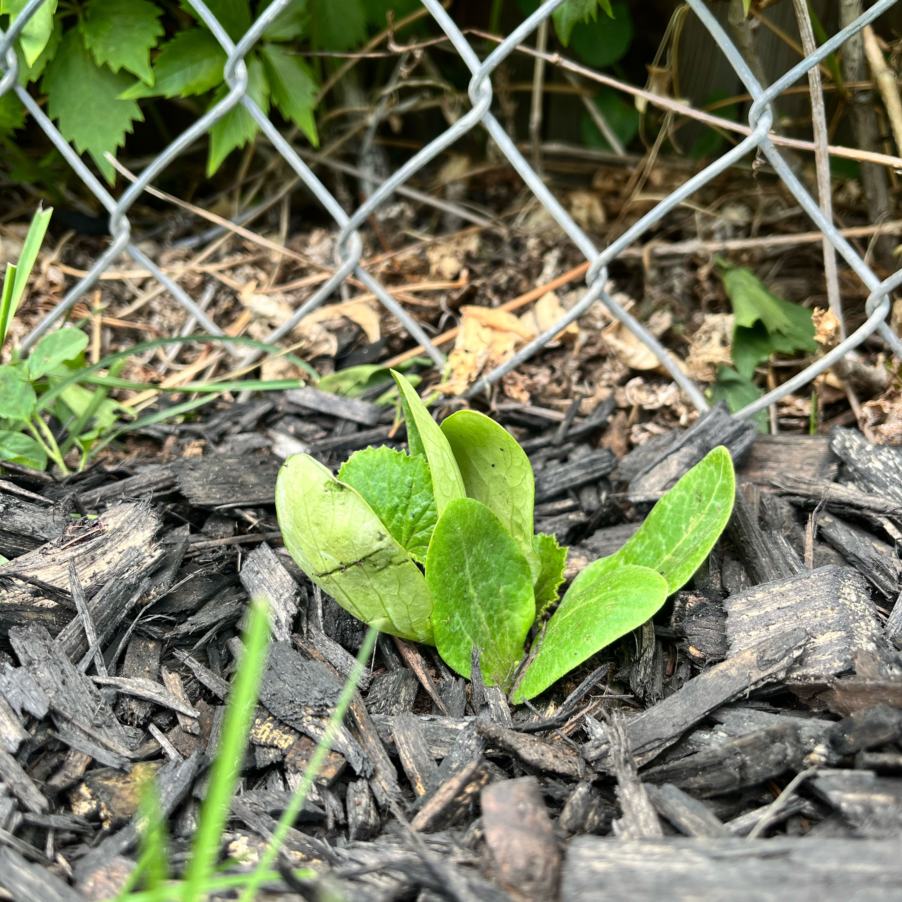 Photo of the plant species Easy Pick Green Zucchini by @QueenSweetbox52 named Tupot amaroot on Greg, the plant care app