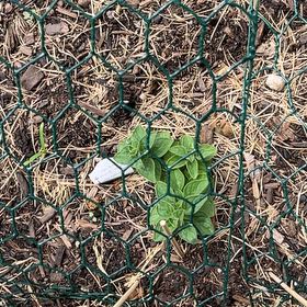 Photo of the plant species Oregano 'Italian' by @QueenSweetbox52 named Duke on Greg, the plant care app