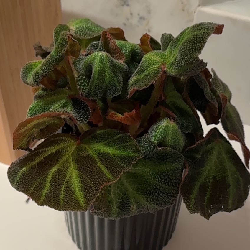 Photo of the plant species Black Velvet Begonia by @HallowedRye89 named Daphne on Greg, the plant care app