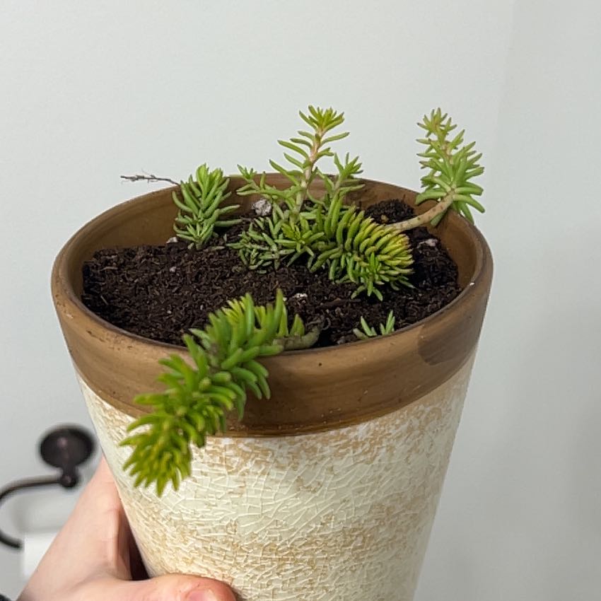 Potted Annual Stonecrop plant with green leaves and visible soil.