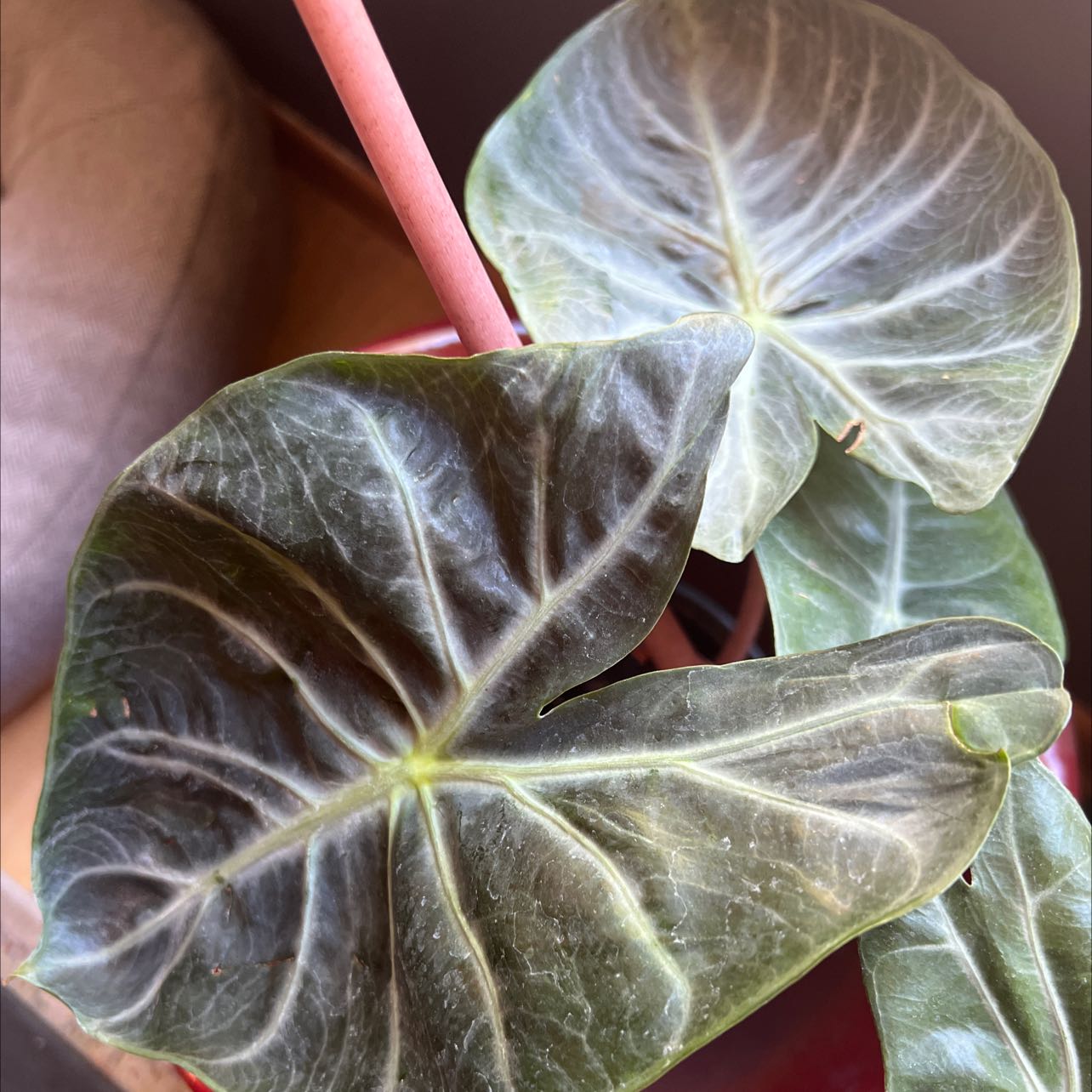 Alocasia Pink Dragon plant with two prominent leaves showing slight discoloration.
