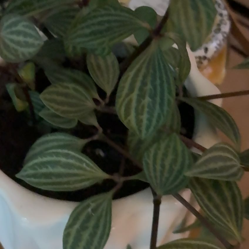 Photo of the plant species Peperomia Gold Dust Woman by @WinPigsears86 named Forrest on Greg, the plant care app