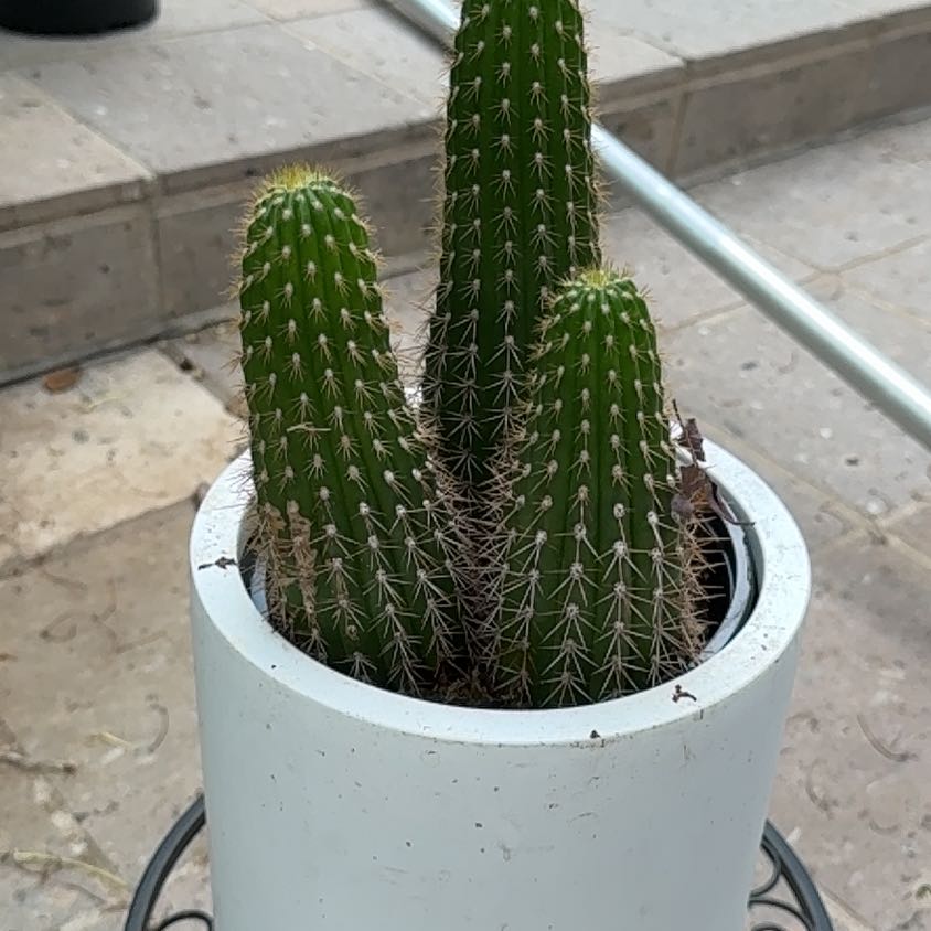 Photo of the plant species Trumpet Flower Cactus by @AdroitlyBibi33 named Lavender on Greg, the plant care app