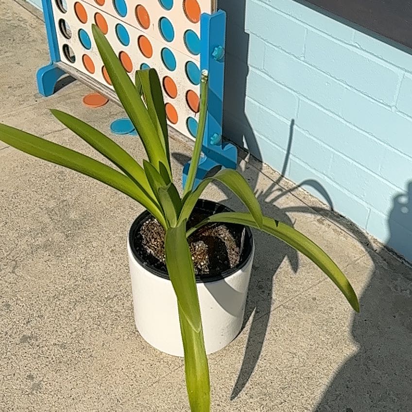 Photo of the plant species Agapanthus 'Blue' by @AngelBlackgrass named Harmony on Greg, the plant care app