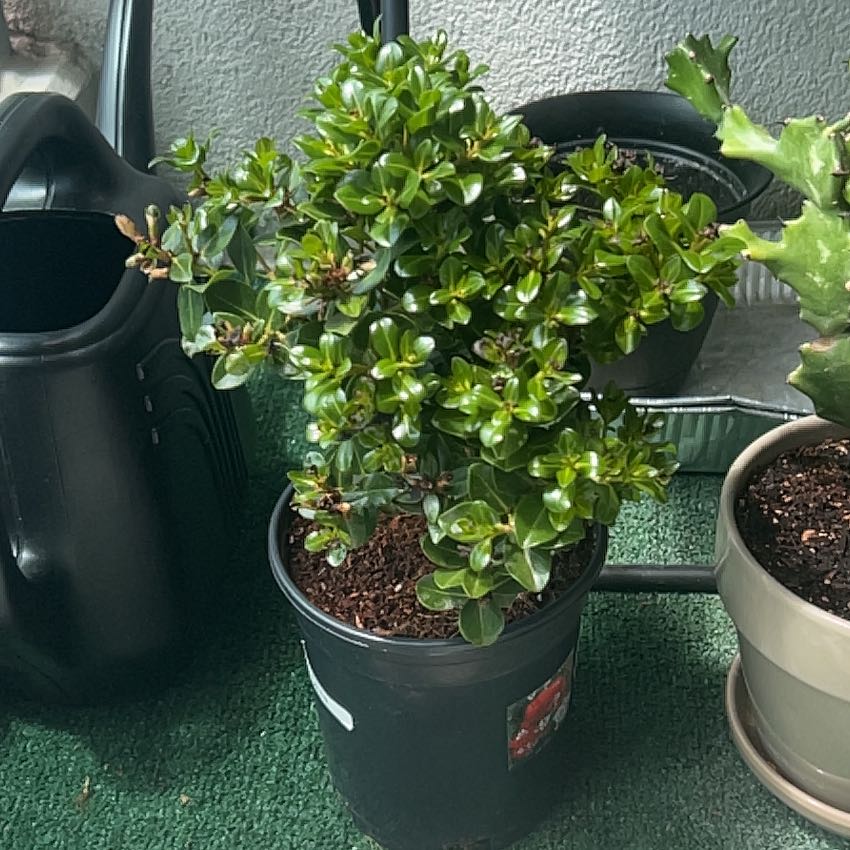 Photo of the plant species Tahiti Ohia Lehua by @HighRedginger named da Vinci on Greg, the plant care app