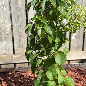 Photo of the plant species climbing hydrangea by @TryWharangi58 named Mollie on Greg, the plant care app