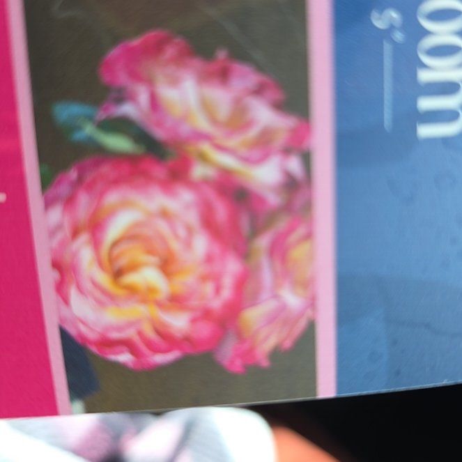 Photo of the plant species True Sincerity by @SpunkyHorminum named Grad Rose on Greg, the plant care app