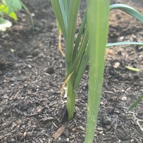 Photo of the plant species Leek 'King Richard' by @UpbeatBrakefern named Lebron on Greg, the plant care app