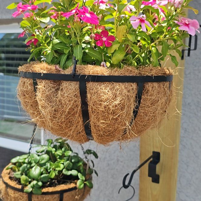 Photo of the plant species Petunia 'Cascadia' by @HandyBulrush26 named Huckleberry Fern on Greg, the plant care app