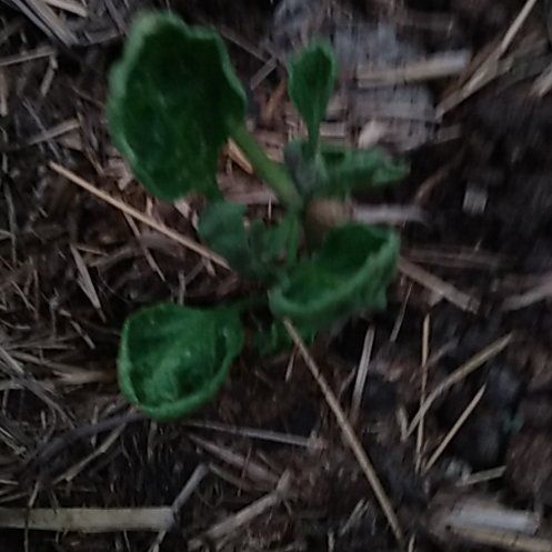 Photo of the plant species American Wintergreen by @QuesterCanna named Sonora on Greg, the plant care app
