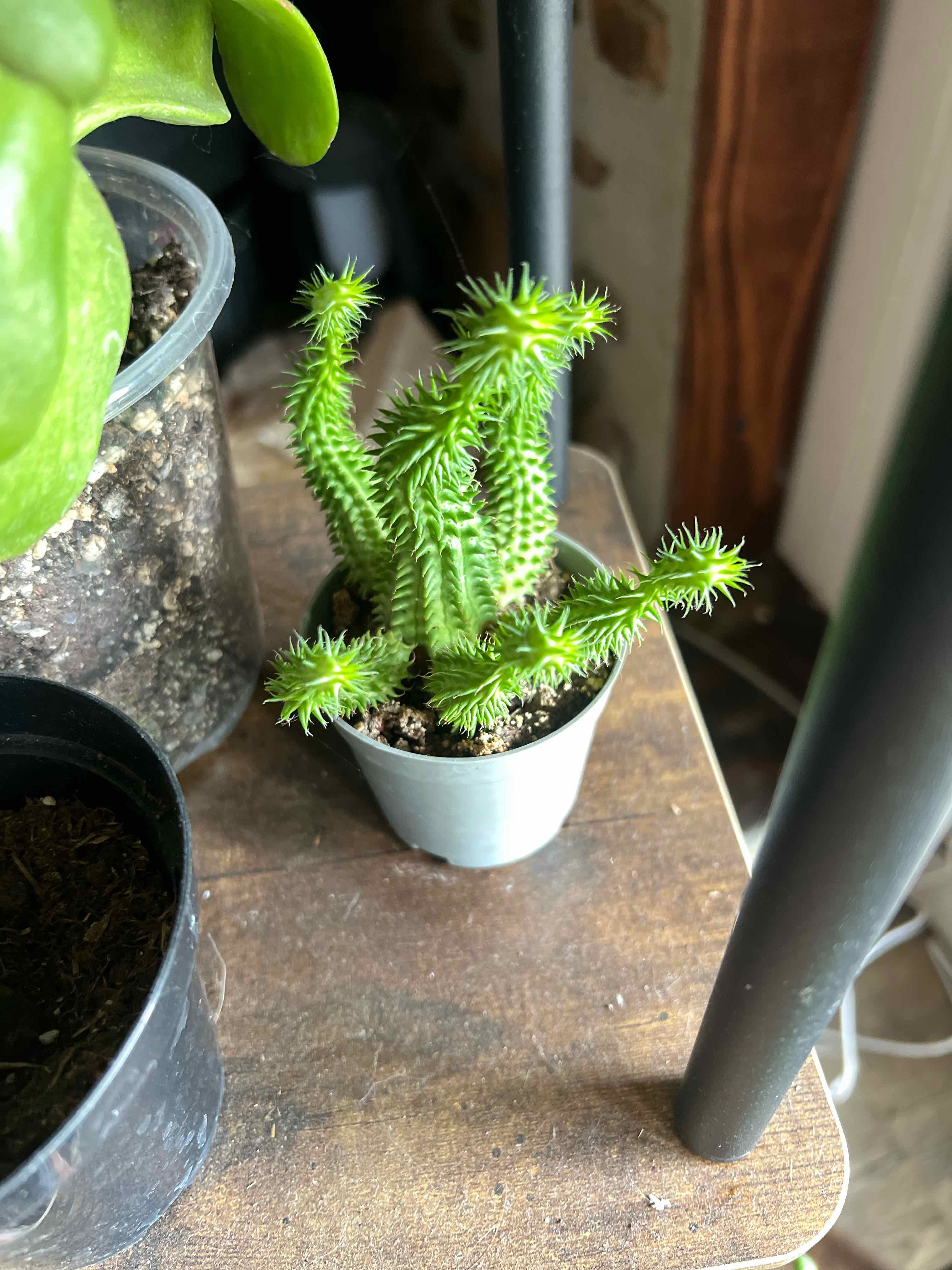 Photo of the plant species Susanne's Spurge by @ShireMom12 named Homer on Greg, the plant care app