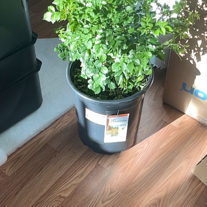 Photo of the plant species Cape Honeysuckle 'Aurea' by @NewTauhinu86 named Lebron on Greg, the plant care app