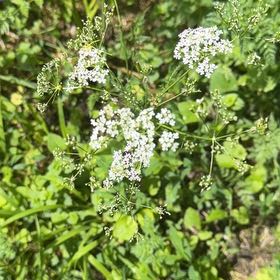 Photo of the plant species Cow Parsley by @LimberGuayule named Harry on Greg, the plant care app