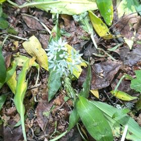 Photo of the plant species Ramsons by @LimberGuayule named Homer on Greg, the plant care app