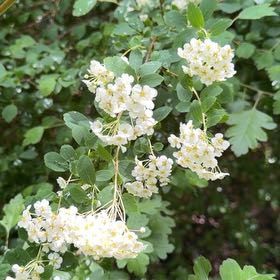 Photo of the plant species Hawthorn by @LimberGuayule named Orlando Bloom on Greg, the plant care app