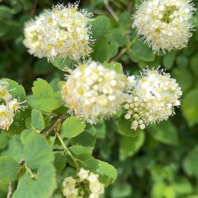 Photo of the plant species Atlantic Ninebark by @LimberGuayule named Robert Plant on Greg, the plant care app