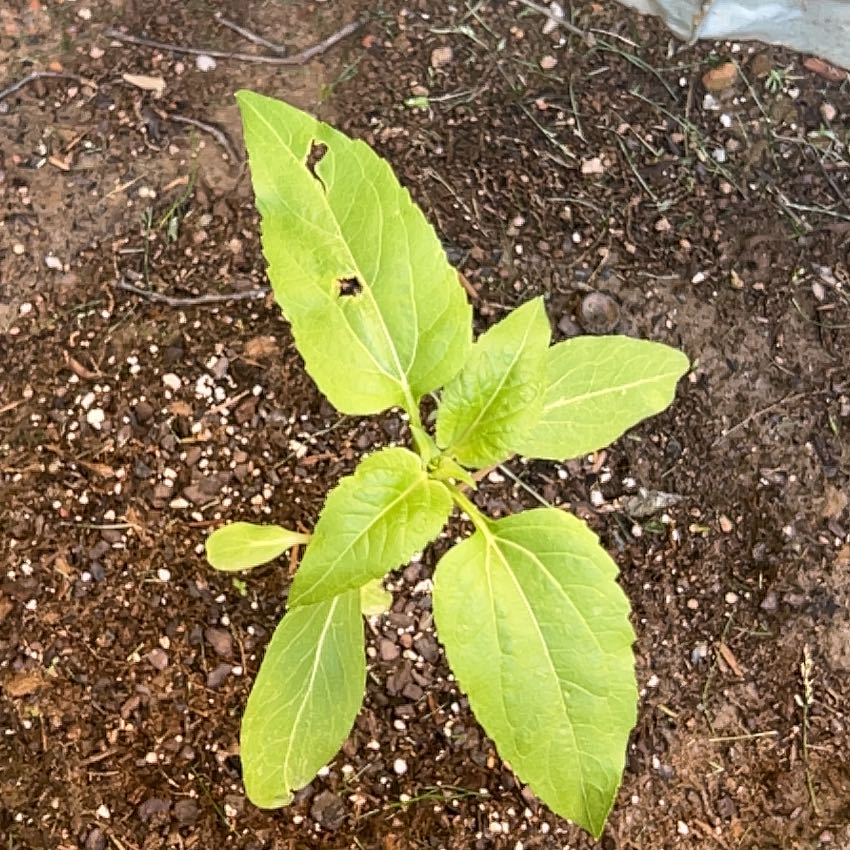 Photo of the plant species Russian Giant Sunflower by @HipRutabaga29 named Stella on Greg, the plant care app
