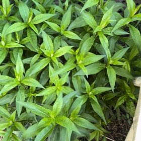 Photo of the plant species Rose Madder by @HotshotFlax70 named Willow on Greg, the plant care app
