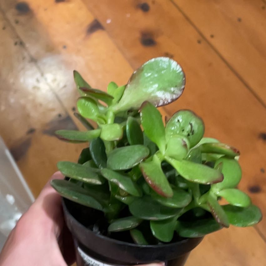 Photo of the plant species Succlent by @Scootypro1521 named Stinkle on Greg, the plant care app
