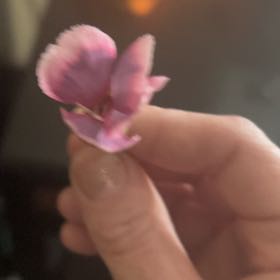 Photo of the plant species Lindley's Clarkia by @GoldWasabi29 named Einstein on Greg, the plant care app