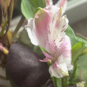 Photo of the plant species Lindley's Clarkia by @GoldWasabi29 named Kobe on Greg, the plant care app