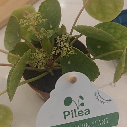 Photo of the plant species Princess Vine by @ManyAjwain57 named Luna on Greg, the plant care app