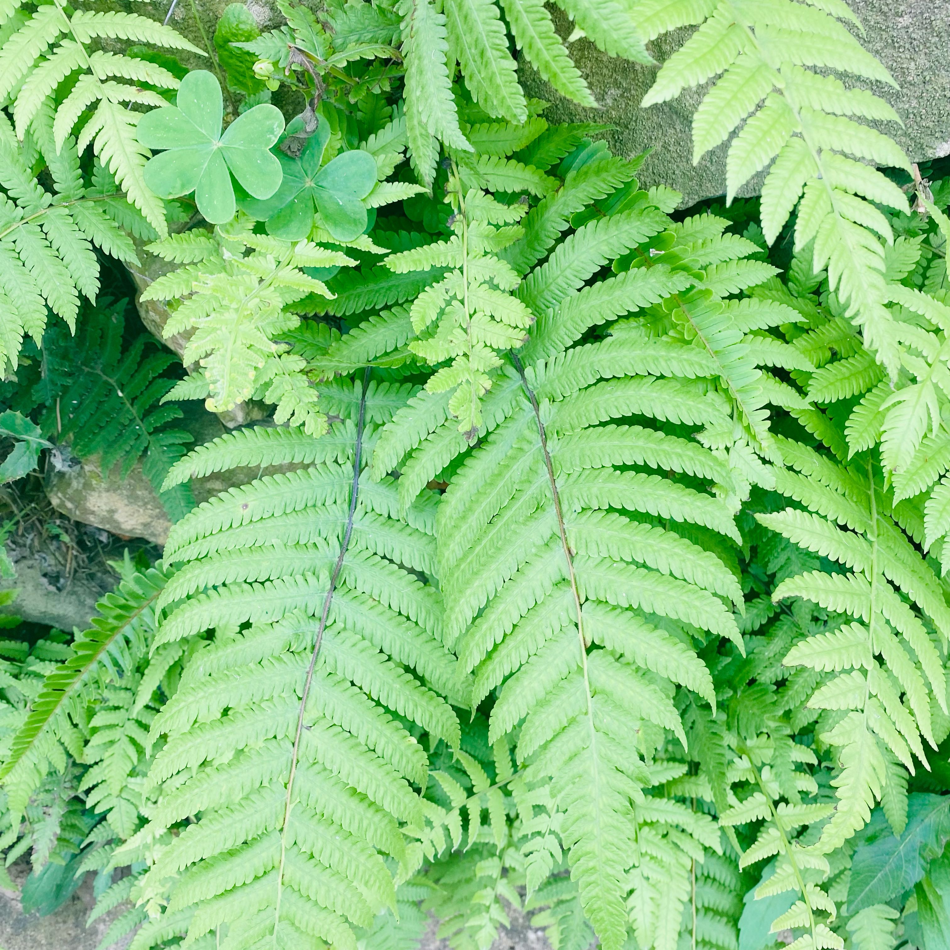 Photo of the plant species Marginal Woodfern by @TrueKoa31 named Gregarious on Greg, the plant care app