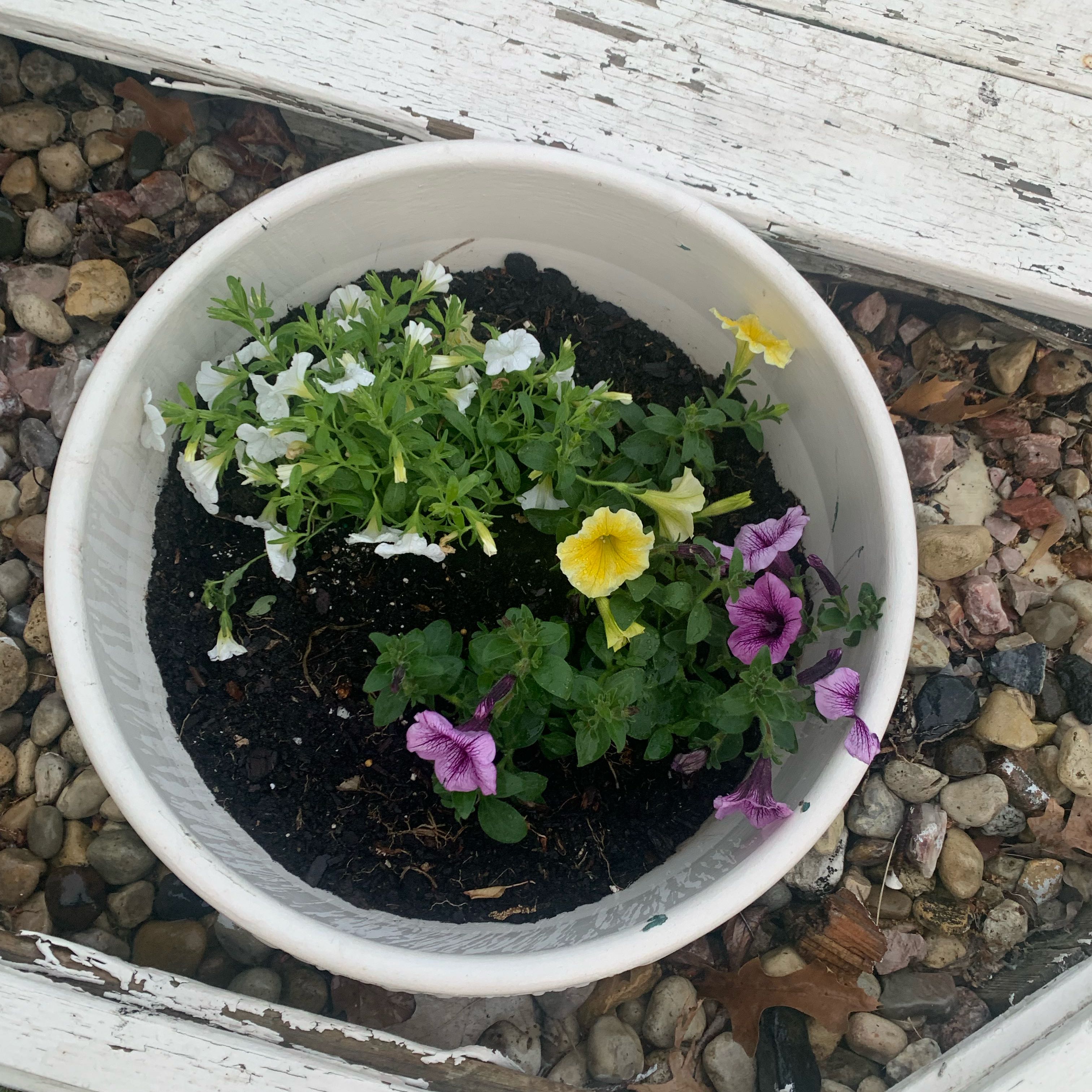 Photo of the plant species Lovie Dovie Supertunia by @LovingGrass62 named Gaga on Greg, the plant care app