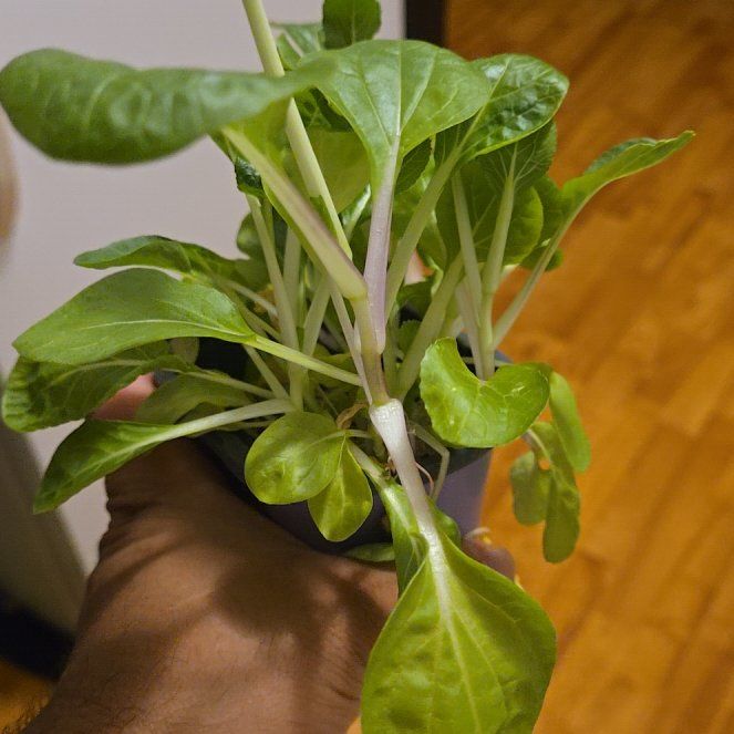 Photo of the plant species Bakchoy by @SirLentil9 named Homer on Greg, the plant care app