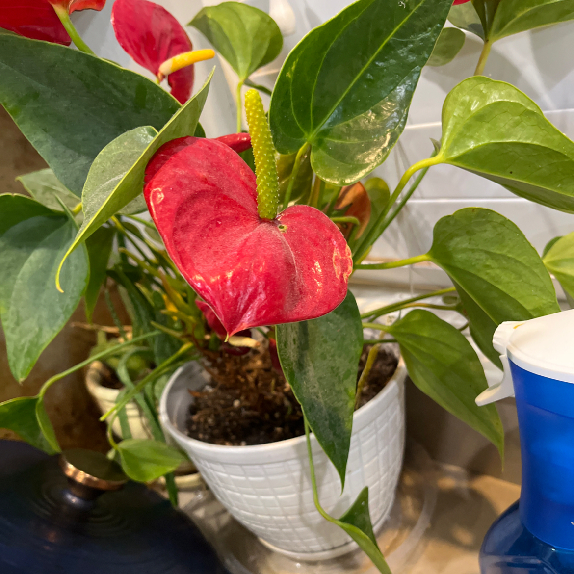 Photo of the plant species Flamingo Lily by @NewDyebush30 named Frodrick on Greg, the plant care app