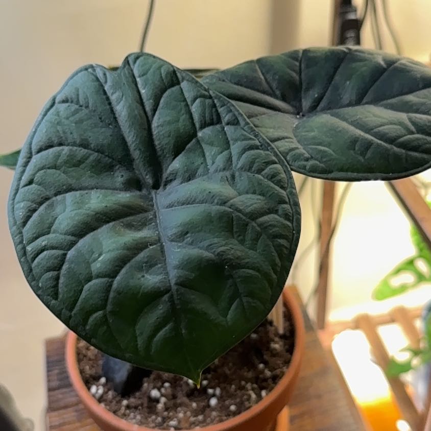 Photo of the plant species Alocasia Aegis by @GenerousEspicia named Treeyoncé on Greg, the plant care app