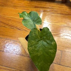 Photo of the plant species Variagated Odora Aurea by @GenerousEspicia named Fernie Saunders on Greg, the plant care app