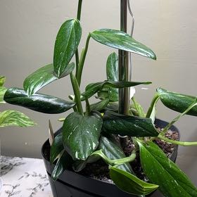 Sproutacus