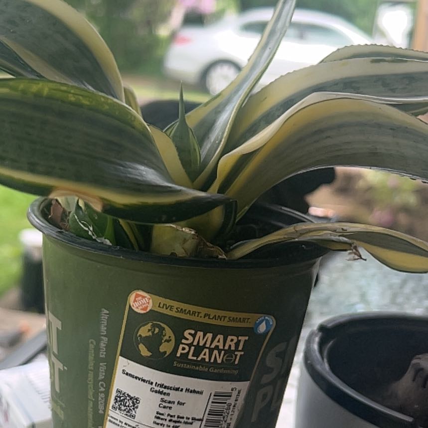 Photo of the plant species Sansevieria trifasciata 'Hahnii Golden' by @YeahChives32 named Tolkien on Greg, the plant care app