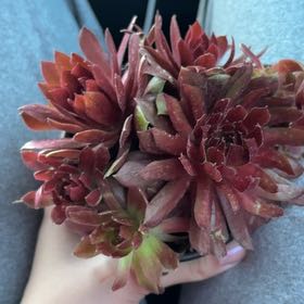 Photo of the plant species Sempervivum 'Rocknoll Rosette' by @UnselfishChaya named Shakira on Greg, the plant care app