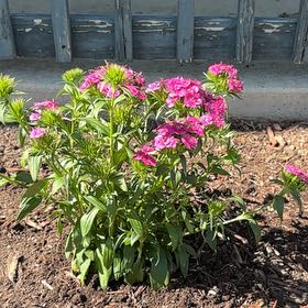 Photo of the plant species Dianthus 'Jolt Pink' by @ZestfulGasteria named Michelle Branch on Greg, the plant care app