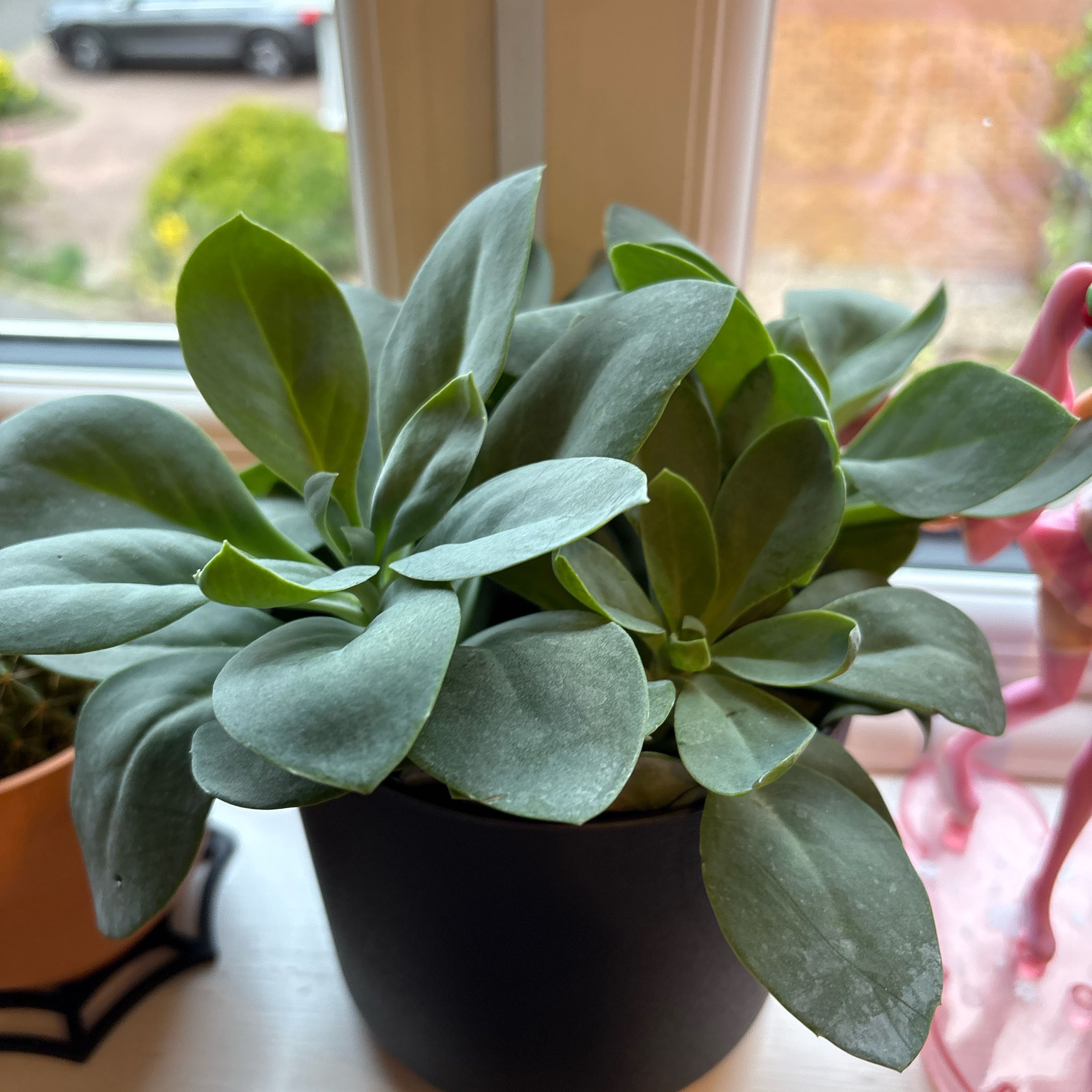 Photo of the plant species Mountain Fire Senecio by @HighTipa22 named Tiffany on Greg, the plant care app