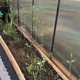 Photo of the plant species Butterfly And Hummingbird Mix by @RootedInGrace named Gregarious on Greg, the plant care app