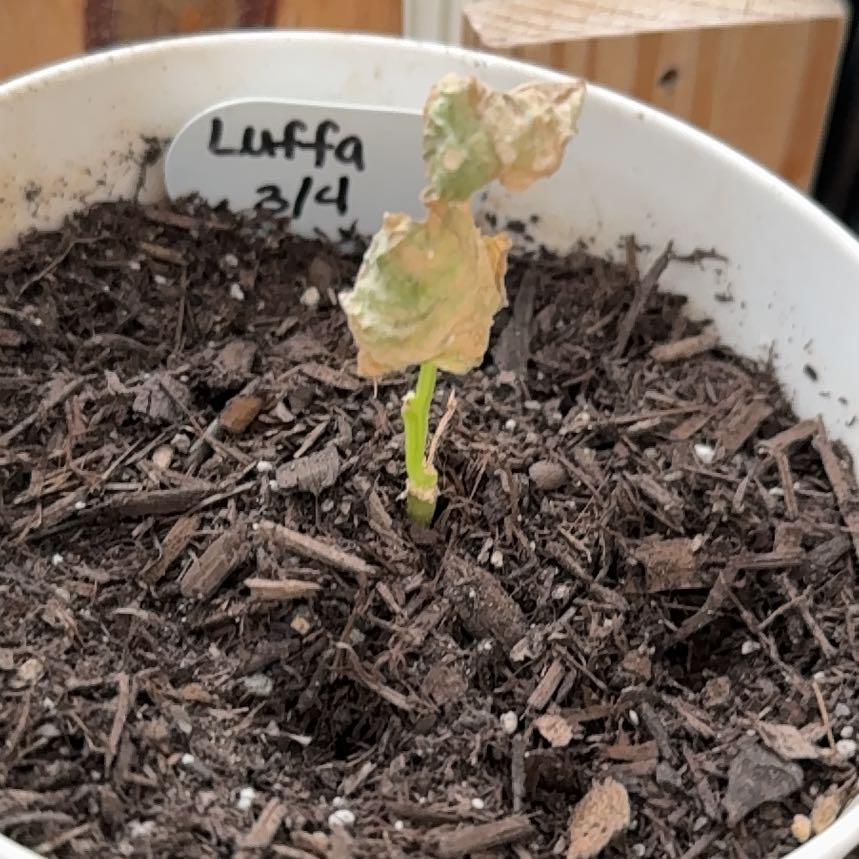 Photo of the plant species Wild Luffa by @RootedInGrace named Bella on Greg, the plant care app