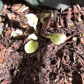Photo of the plant species American Wintergreen by @RootedInGrace named Remington on Greg, the plant care app