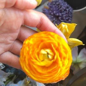 Photo of the plant species Beehive Ginger by @RootedInGrace named Dolores on Greg, the plant care app