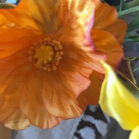 Photo of the plant species Welsh Poppy by @RootedInGrace named Gomez on Greg, the plant care app