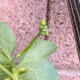 Photo of the plant species Sicyos edulis by @RootedInGrace named Orwell on Greg, the plant care app