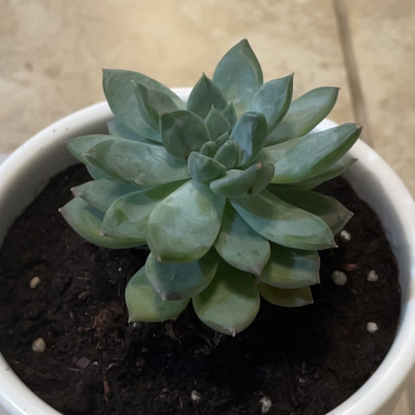 Photo of the plant species Rigel by @FabTozzia61 named Gwen on Greg, the plant care app
