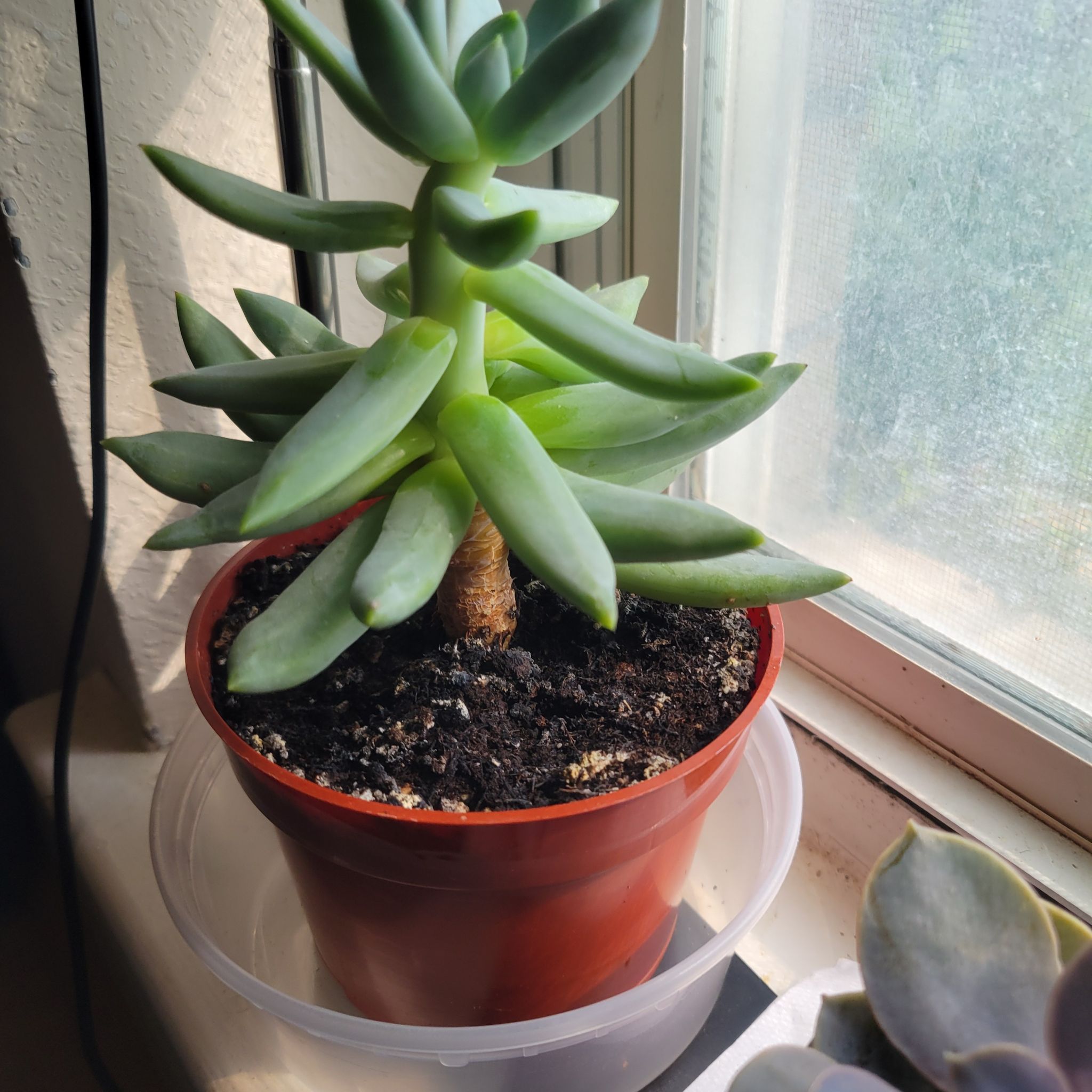 Photo of the plant species Pachyveria glauca 'Little Jewel' by @HardyEasterlily named Sproutacus on Greg, the plant care app