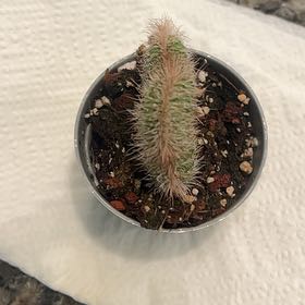 Photo of the plant species Crested Snake Cactus by @PetiteIcarus59 named Kevin on Greg, the plant care app