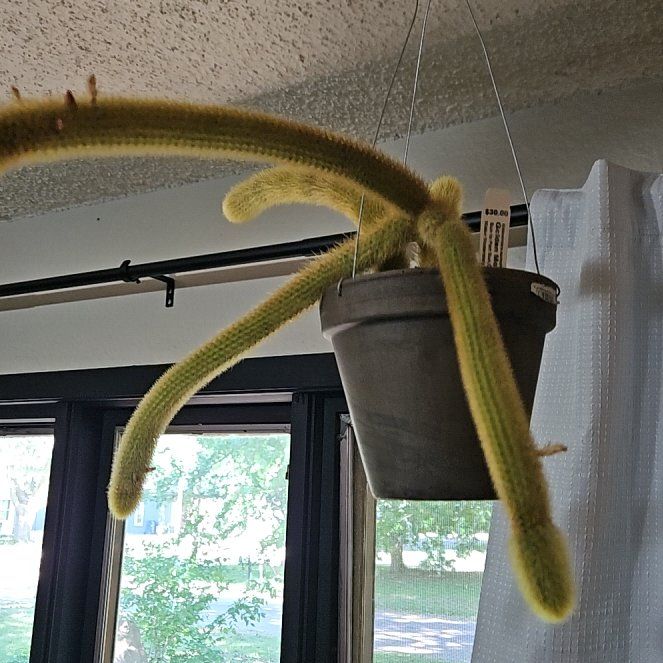 Photo of the plant species Monkey Tail by @TJE named Dax on Greg, the plant care app