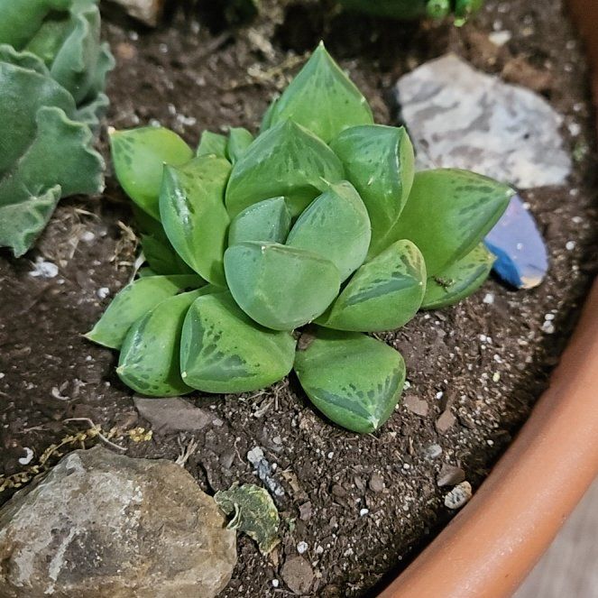 Photo of the plant species Haworthia cuspidata 'Variegata' by @TJE named Pax on Greg, the plant care app